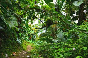 Mt Scenery Rainforest