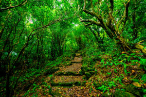 Hiking Trail Saba
