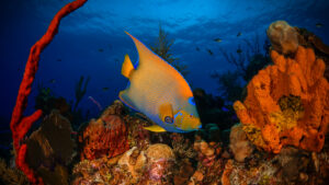 Saba Island Reef