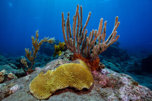 Reef Diving in Saba