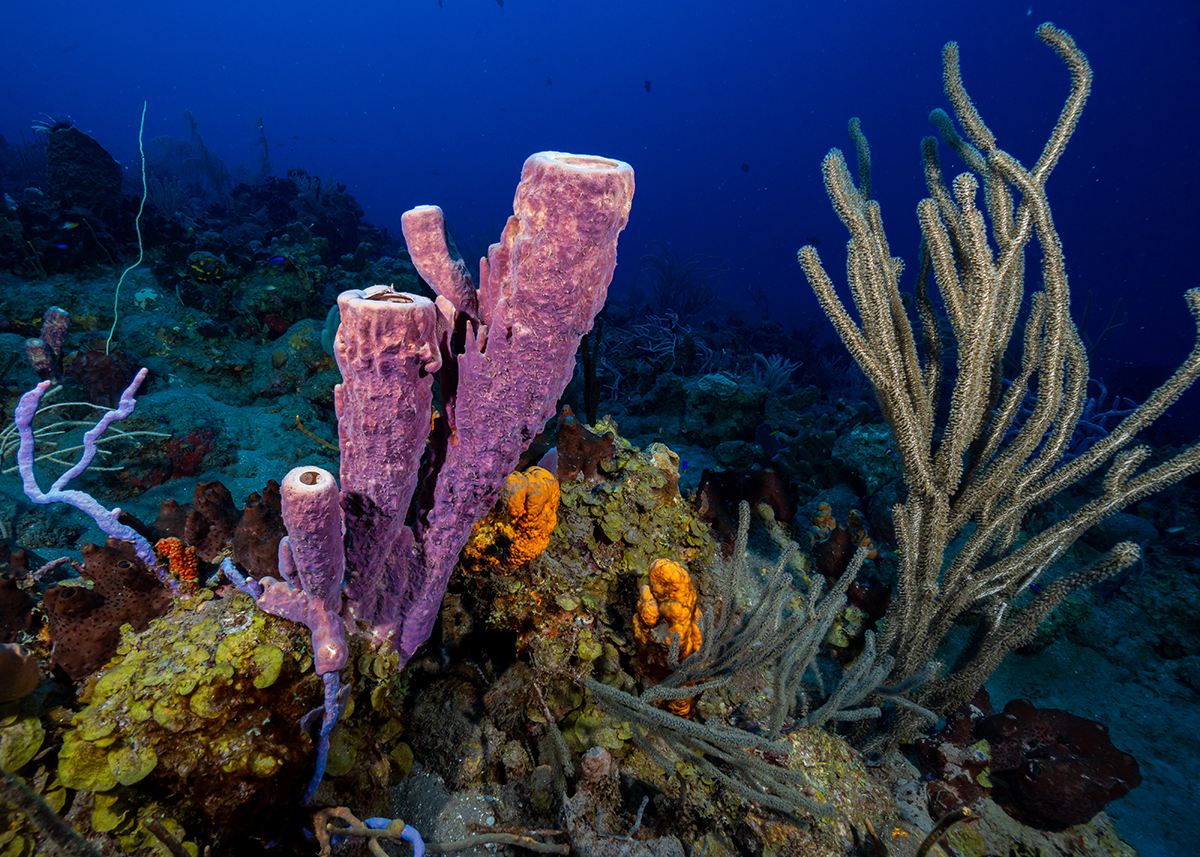 Diving in Saba Coral Reef