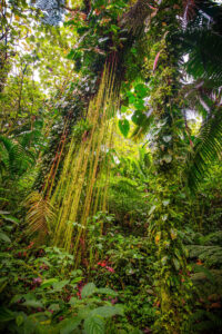 Saba Elfin forest