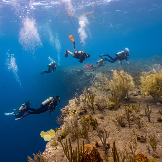 Saba Diving