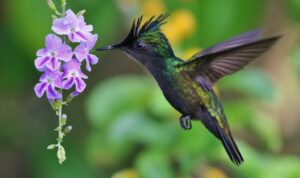 Antillean Crested Hummingbird