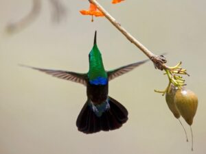 Green throated carib